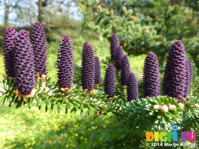 FZ005219 Cones on tree